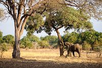 Olifant, South Luangwa National Park