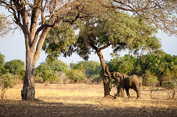 Éléphant, Parc national du Sud Luangwa