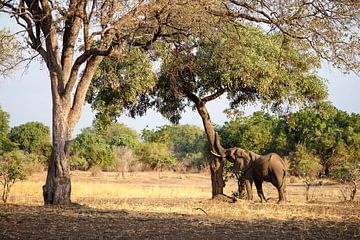 Elephant, South Luangwa National Park by Marco Kost