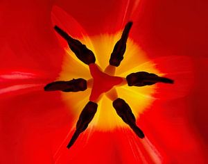 Tulpe