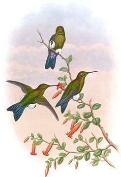 Sapphire-Vented Puff-Leg, John Gould van Hummingbirds