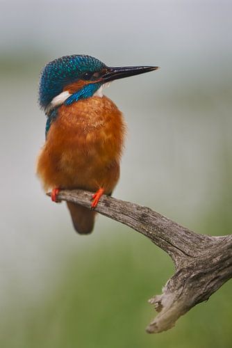 Kingfisher - Handsome fellow by Kingfisher.photo - Corné van Oosterhout