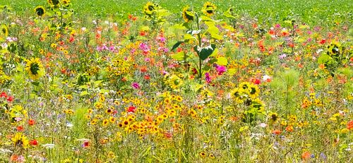 wild flowers at the roadside