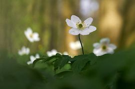 Holzanemone von Ad Jekel