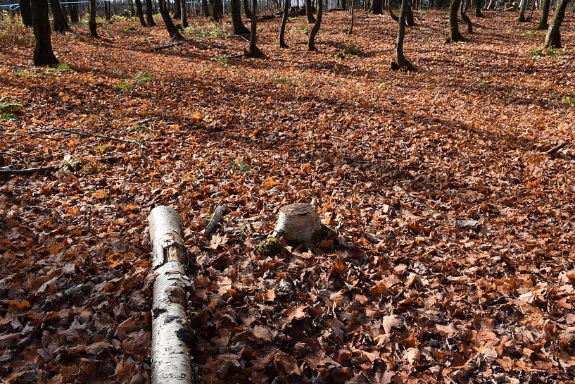 Ein Zuckerstrauch im Herbst von Claude Laprise