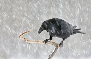 Raaf (Corvus corax) in een sneeuwbui van Beschermingswerk voor aan uw muur