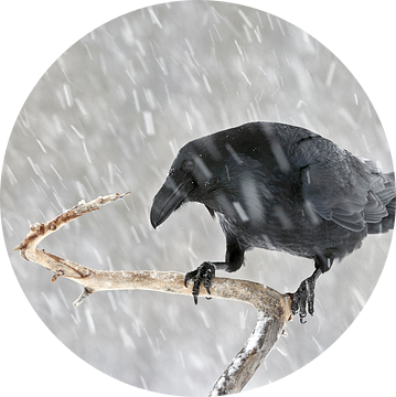 Raaf (Corvus corax) in een sneeuwbui van Beschermingswerk voor aan uw muur