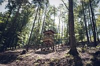 Jagershut in het bos