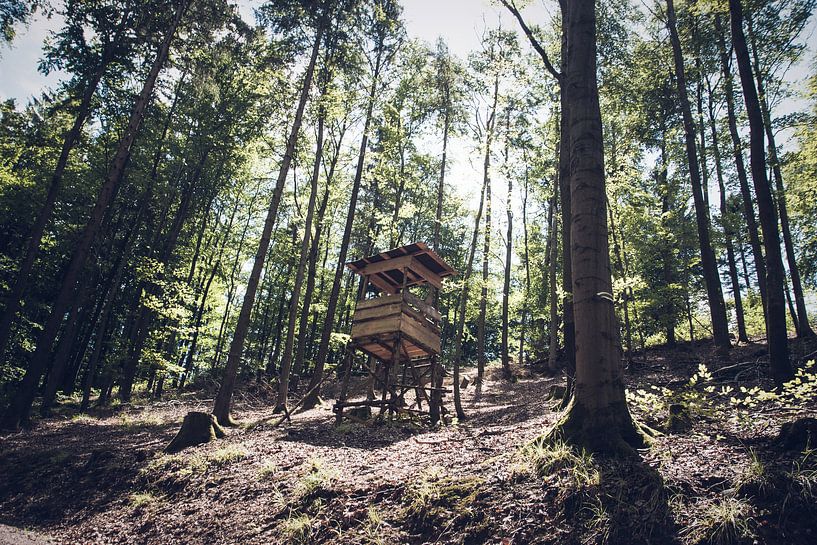 La piste forestière en automne par Suzanne Schoepe