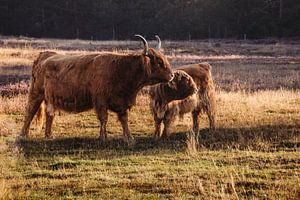 Schottischer Highlander mit Kalb.
