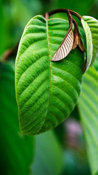 cherimoya