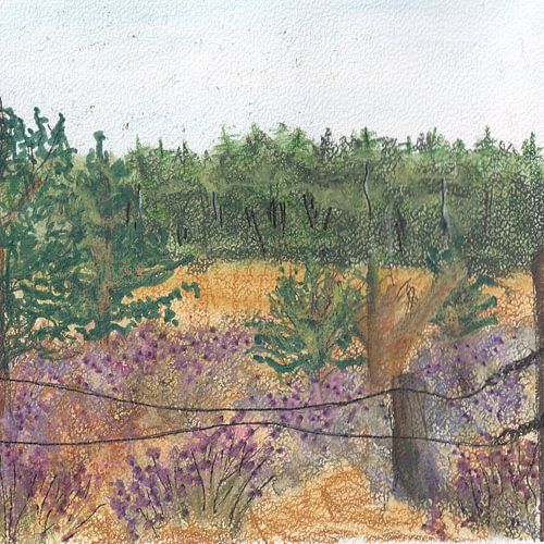 purper en geel... herfstkleuren op de heide.