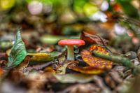 The lonely mushroom