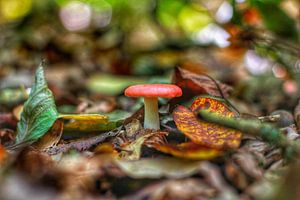 The lonely mushroom van Maurice Hoogeboom