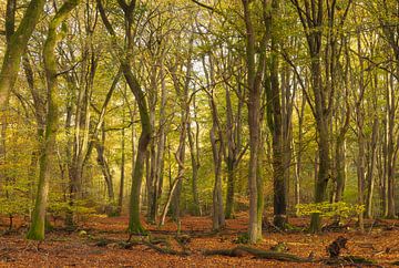 Speulder and Sprielder forest (Netherlands) by Marcel Kerdijk