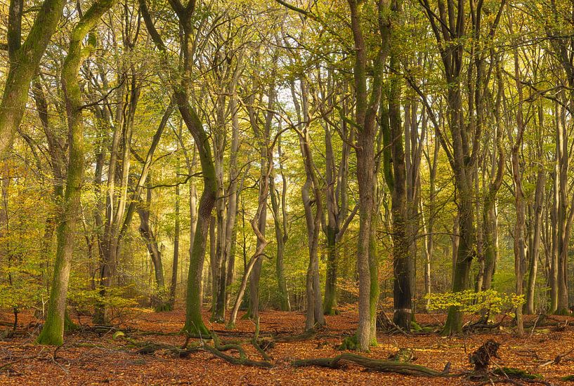 Speulder and Sprielder forest (Netherlands) by Marcel Kerdijk