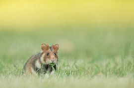 Hamster des champs européen sur Vienna Wildlife