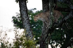 Schöner Leopard im Baum
