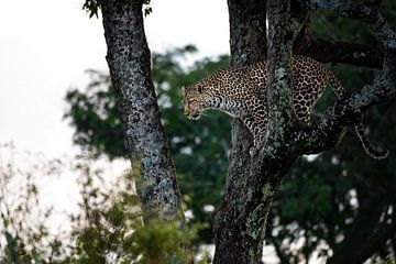 Schöner Leopard im Baum