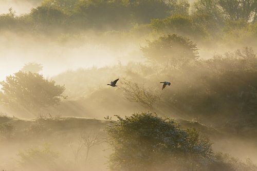 Magical flight of geese