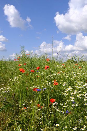 Colourful summer field