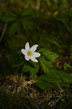 Lonesome Flower van Lies Nierop Fotografie