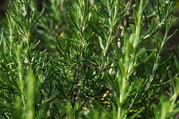 Rosemary