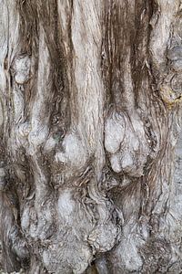 Vagues dans l'arbre