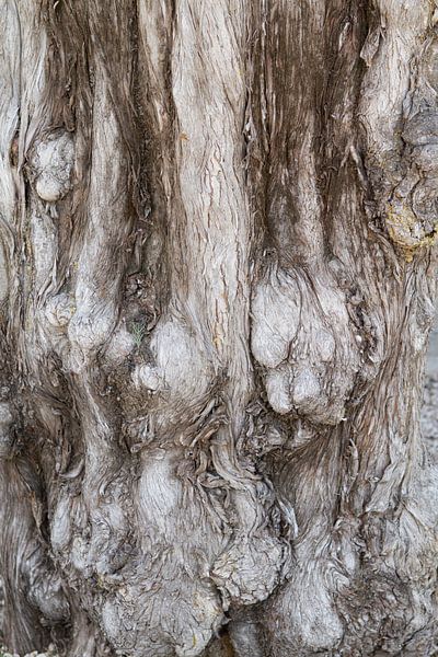 Waves in the tree by rene marcel originals