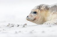 Seehund am Strand - Natürliches Ameland von Anja Brouwer Fotografie Miniaturansicht