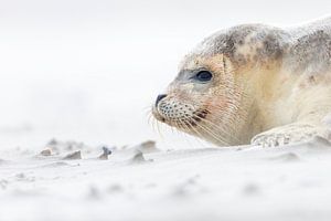 Phoque sur la plage - Natural Ameland sur Anja Brouwer Fotografie