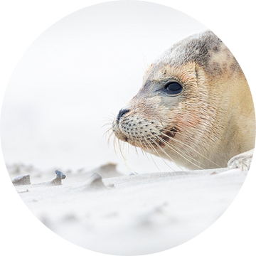 Zeehond op strand - Natuurlijk Ameland