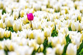 One of a kind by Dennis Venema