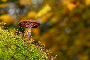 Paddenstoelen op Texel