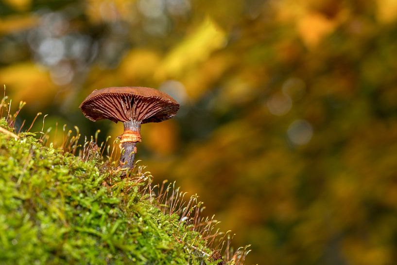 Mushrooms on Texel by Texel360Fotografie Richard Heerschap