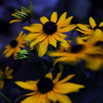 Yellow Flower Boogie  van Sandra Akkerman