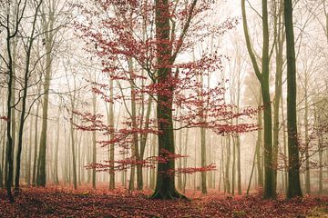 Herfstboom in mist van Skyze Photography by André Stein