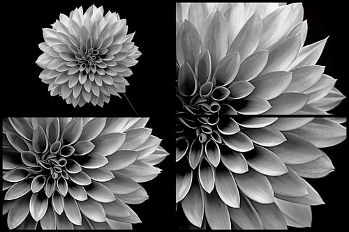 Deconstructed Portrait of a Dahlia III – Black and White