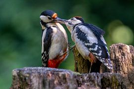 Buntspecht, Weibchen mit Jungen von Gerard Vegt