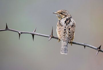 Eurasian Wryneck (Jynx torquilla) perched by AGAMI Photo Agency