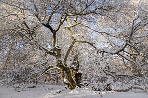 Winter Märchen Baum