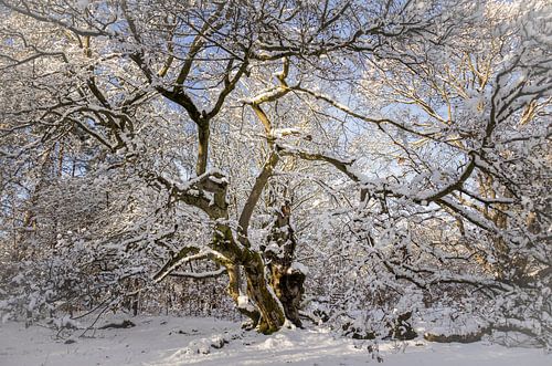Winter sprookjesboom