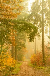 Pfad durch eine neblige Pinienlandschaft