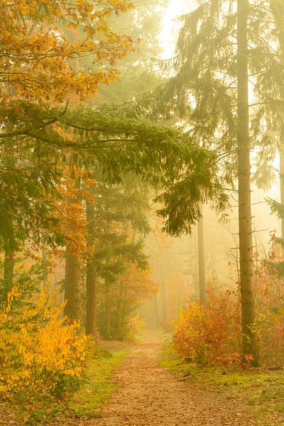 Path through a foggy pine tree landscape by Sjoerd van der Wal Photography