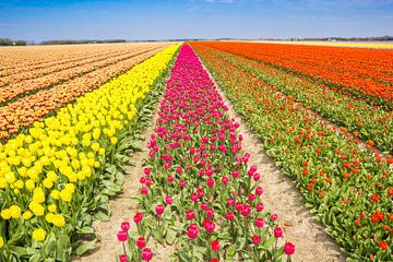 Kleurrijk tulpenveld in de Noordoostpolder van Marc Venema