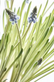 Jacinthes de raisin sur Ellen Driesse