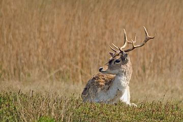 Damhert is resting by Petra Vastenburg