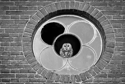 Guardian of the barn – tawny owl in black and white by Patrick van Bakkum