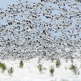 Säbelschnäbler auf dem Wattenmeer von Monika Wolters