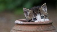 Kitten in aardewerken pot van Jan Jongejan thumbnail